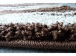Shaggy carpet Shaggy Loop 8014A DARK BROWN - high quality at the best price in Ukraine - image 2.